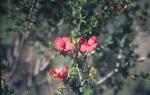 : - Pileanthus peduncularis