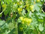 Gelbe Kapuzinerkresse - Tropaeolum peregrinum