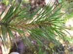 : - Pinus sylvestris var. hamata