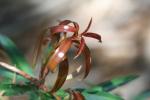 Hohe Steineibe - Podocarpus elatus