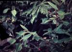 : - Rhodomyrtus trineura