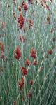 : - Apodasmia chilensis