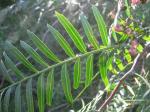 Peruanischer Pfefferbaum-Schinus molle