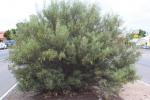 : - Senna artemisioides