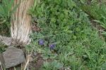 : - Solanum acaule