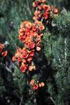 : - Sphaerolobium drummondii