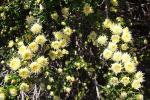 : - Baccharis patagonica