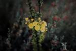 : - Verticordia chrysantha