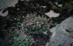 : - Verticordia plumosa