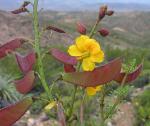 :-Caesalpinia angulata