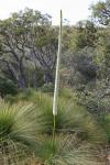 : - Xanthorrhoea quadrangulata