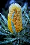 : - Banksia ashbyi