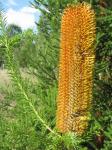 : - Banksia ericifolia