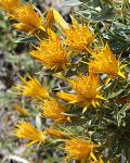 : - Chuquiraga oppositifolia