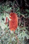 : - Banksia media