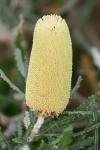 : - Banksia pilostylis