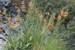 : - Alonsoa acutifolia