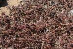 Felsen-Fetthenne - Sedum reflexum