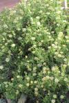 : - Argyroderma crateriforme