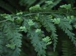 :-Asplenium bulbiferum