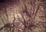 : - Boronia bipinnata