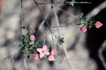 : - Boronia rubiginosa