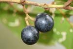 : - Cissus antarctica