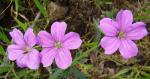 : - Geranium berteroanum