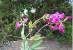 :-Lathyrus magellanicus
