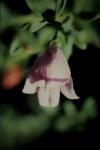: - Eremophila lactea