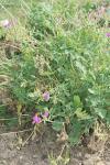 : - Erodium manescavii