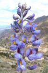 :-Lupinus paniculatus
