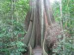 Großblättrige Feige - Ficus macrophylla