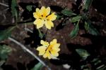 : - Goodenia glabra