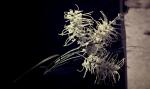 : - Grevillea parallela