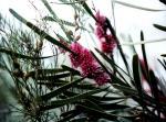 : - Hakea multilineata