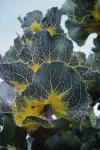 : - Hakea victoria