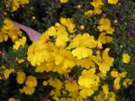: - Hibbertia empetrifolia