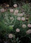 : - Isopogon divergens