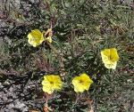 : - Oenothera affinis