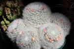 : - Mammillaria bocasana