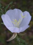 : - Oenothera pallida var. runcinata
