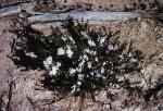 : - Eriostemon pungens