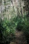 : - Prostanthera lasianthos