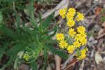 : - Senecio pinnatifolius var. latilobus