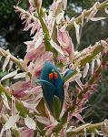 : - Puya alpestris