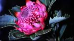 : - Telopea speciosissima