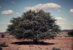Indischer Gallapfel - Vachellia nilotica