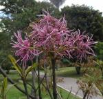 : - Chionanthus pubescens