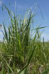 : - Elymus scabrus